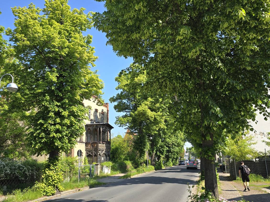 Das Foto zeigt eine von Bäumen gesäumte Straße.